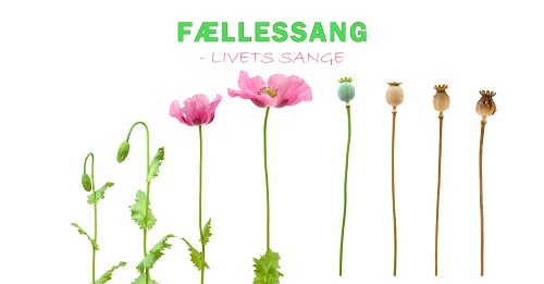 Dekorativt billede af blomster som pr. for 4 fællessangsdage i foråret 2024